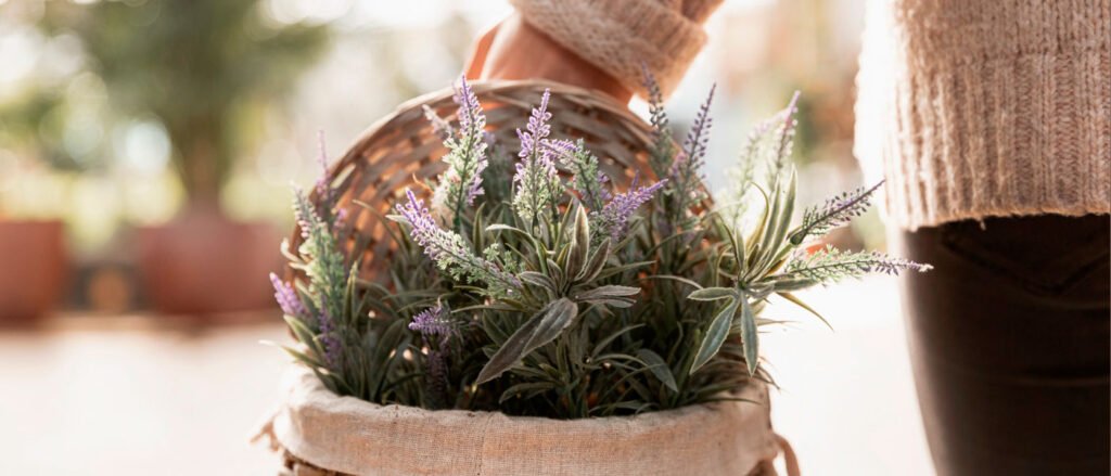 Planta de lavanda para calma el ambiente y fomentar la paz interior